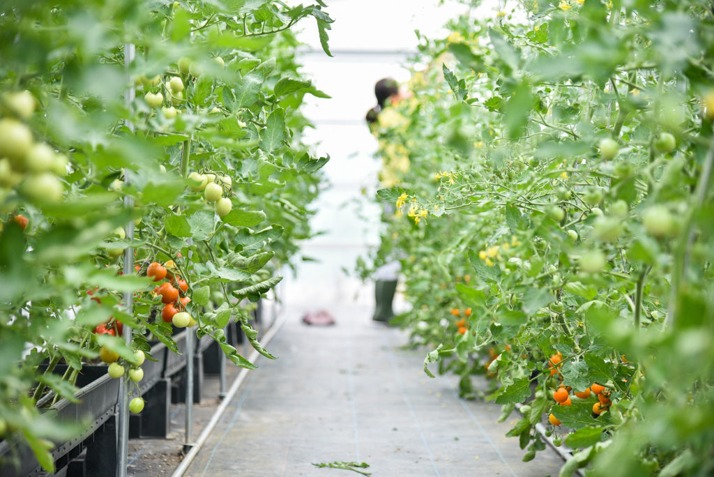 チャレンジ農園 トマトのパッケージ作り 吊り下げ作業 湖南市チャレンジ農園 滋賀県湖南市の農園プロジェクト